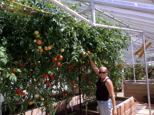 Fertilizers 10 foot tall tomato plants