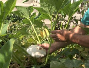 The Tuxedo Gardener Video Overview Harvesting a Patty Pan