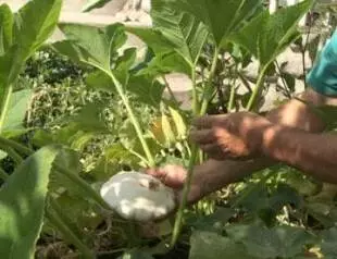 The Tuxedo Gardener Video Overview Harvesting a Patty Pan