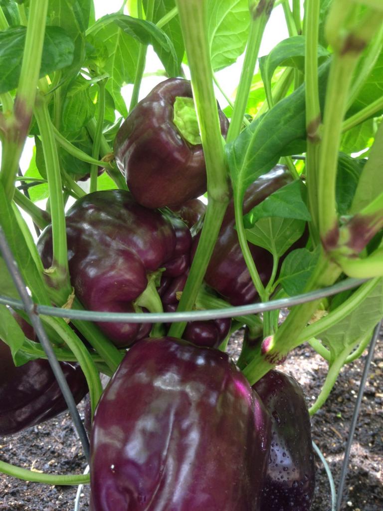 Fertilizer bell pepper