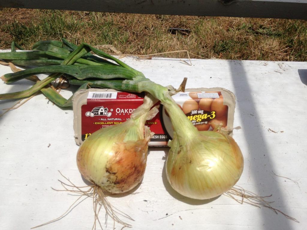 Fertilizers Walla Walla onions