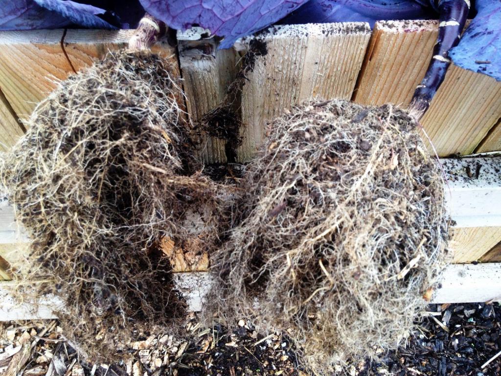 broccoli root The Tuxedo Gardener