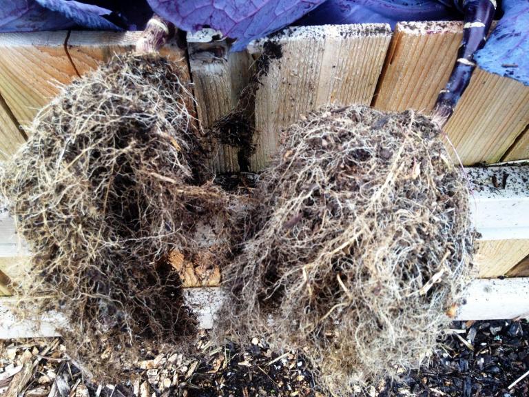broccoli root The Tuxedo Gardener