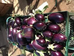 Fertilizers egg plant the tudedo gardener